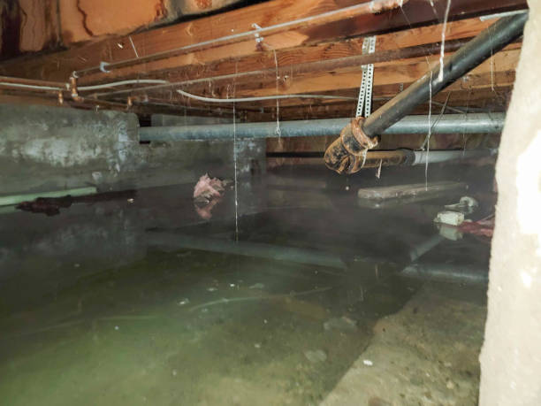 Best Basement water damage restoration  in North Redington Beach, FL